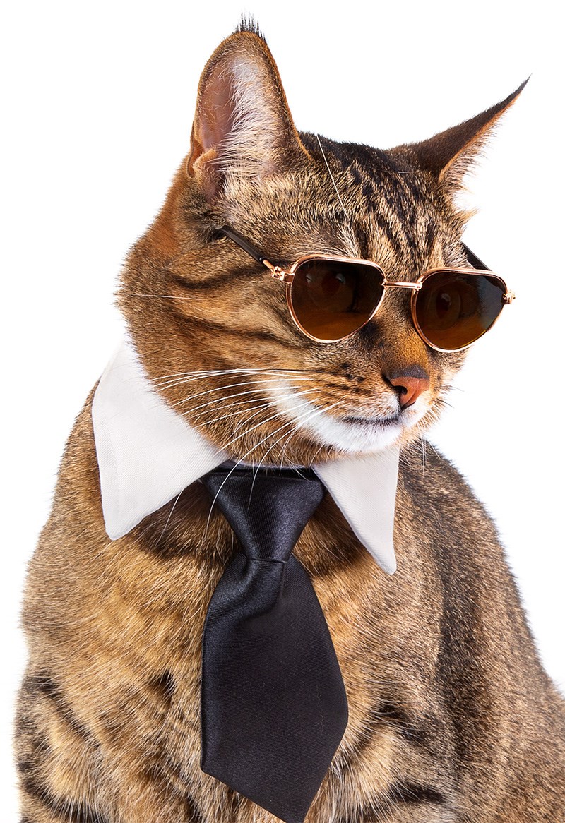 Cool cat